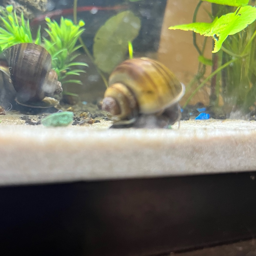 One Juvenile Wild Brown Mystery 🐌